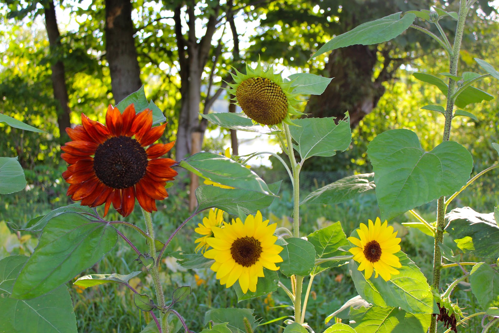 River Bliss Sunflowers Growing Toward the Sun