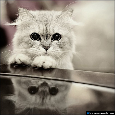 cats35