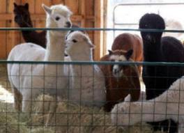 Alpacas eating inside Alpaca barn