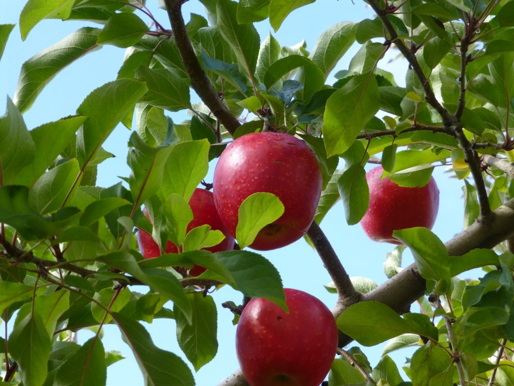 ゴールデングローブ賞で水を配って注目を集めた若い女性は誰ですか?