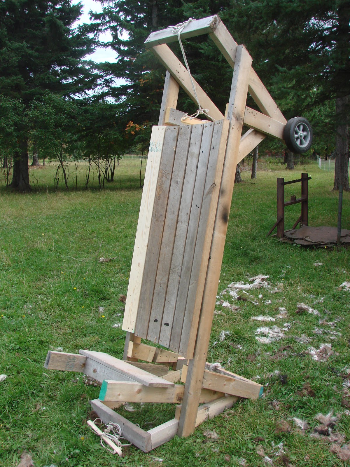 Kilpelän Luomutila ja Sen Ympäristö My SelfLoading Sheep Shearing Table