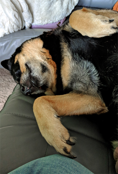 image of Zelda the Black and Tan Mutt lying beside me on the couch with her belly up and paws in the air, sound asleep