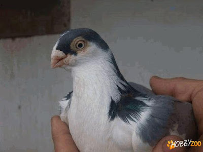 roller pigeon galati