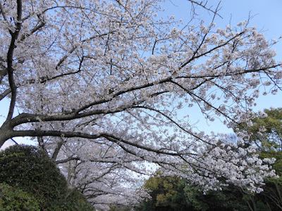寝屋川公園  ソフトボール広場付近の桜