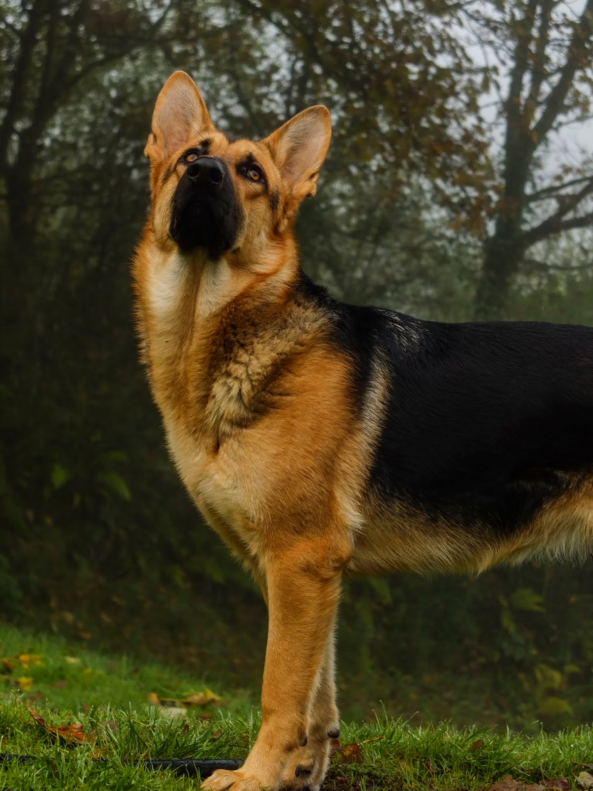 A 6 month old German Shepherd Nala sniffing the foggy, misty air.