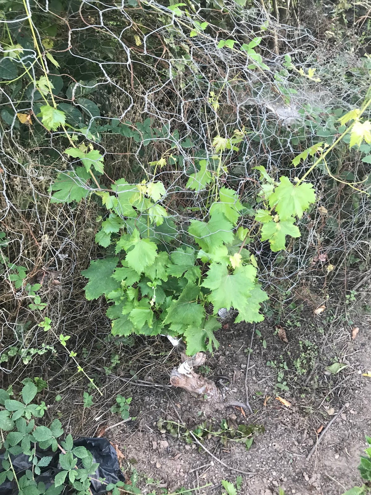 arici ali turk ve aricilik bilgileri