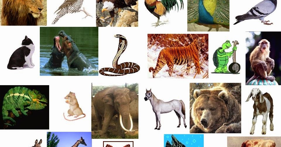 Gambar Hewan Peliharaan Untuk Mewarnai