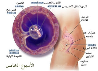 مراحل الحمل مراحل الحمل