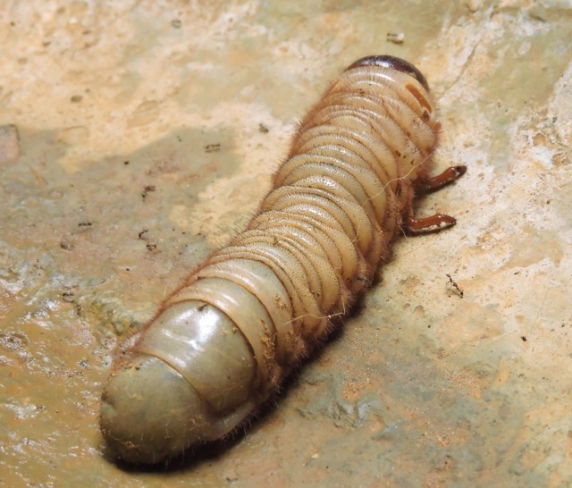 larva larva gigante de escarabajo fuerte hércules o rinoceronte