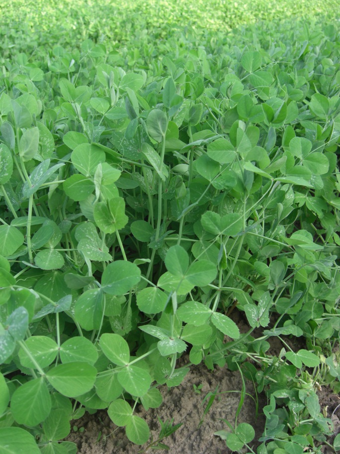 Harmony Valley Farm Featured Vegetables of the Week Pea Vine & Hon