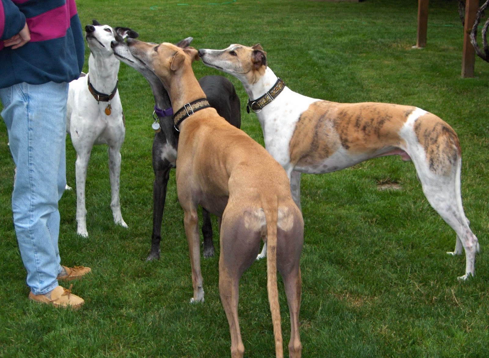 Willamette Valley Greyhound Lovers! Springfield/Eugene "Meet A Retired