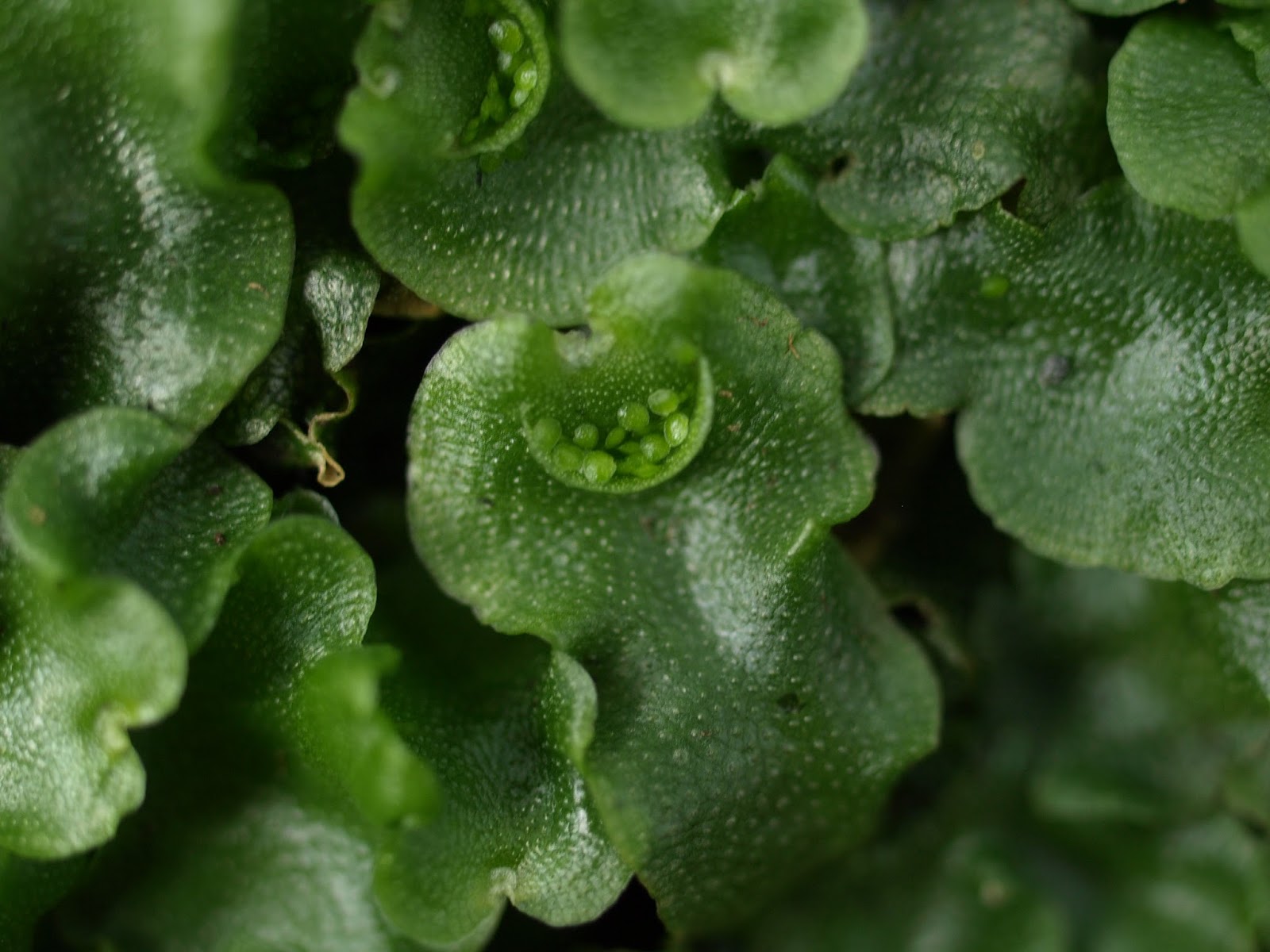 道草 michikusa blog 小さな苔の森: ミカヅキゼニゴケ