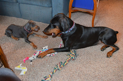 Teeth, more teeth! Photo by Trisha Field