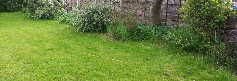 Simple Living In Nancy Growing Colourful Hydrangea In My Garden