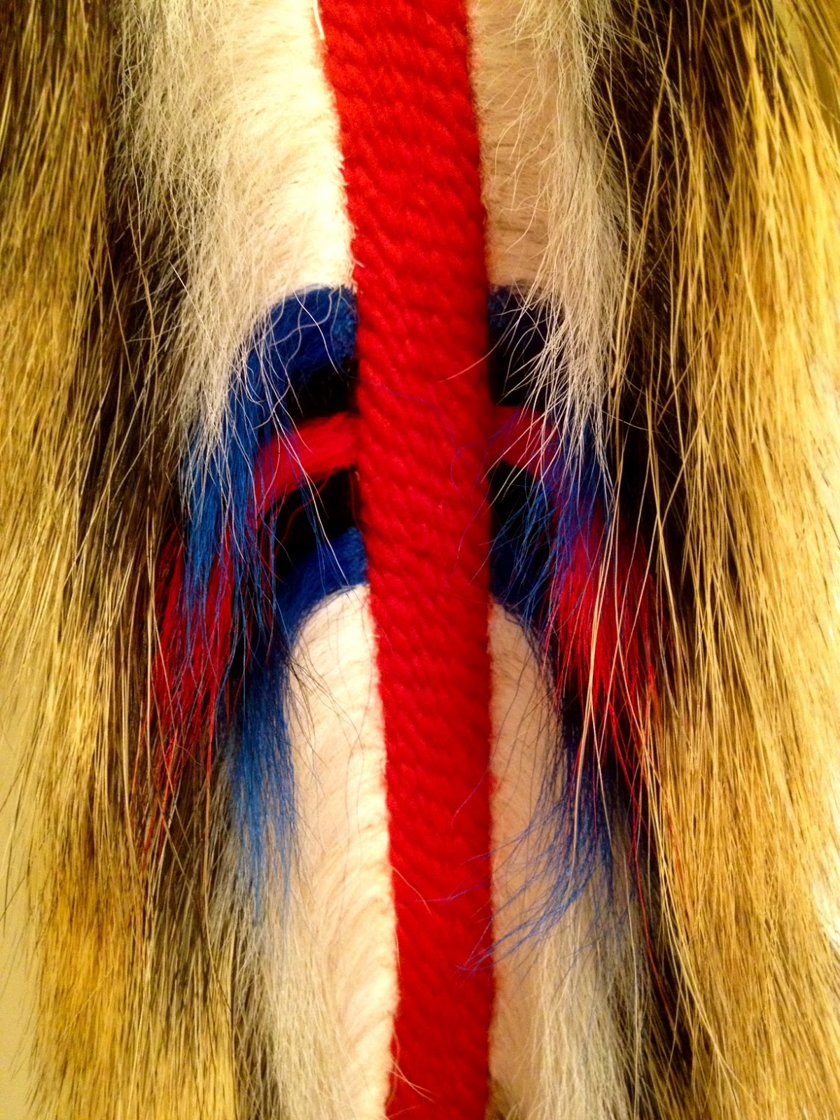 R & L Roaches A Recent Roach 22" Northern Porky Roach (sold to