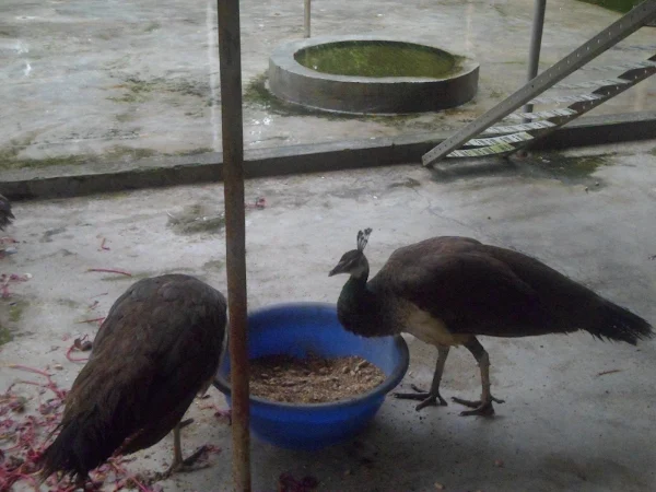 peacocks, peacock farming, peacock picture, photo of peacock, raising peacock, peacock rearing, how to start peacock farming, is peacock farming profitable, commercial peacock farming business, peafowl farming