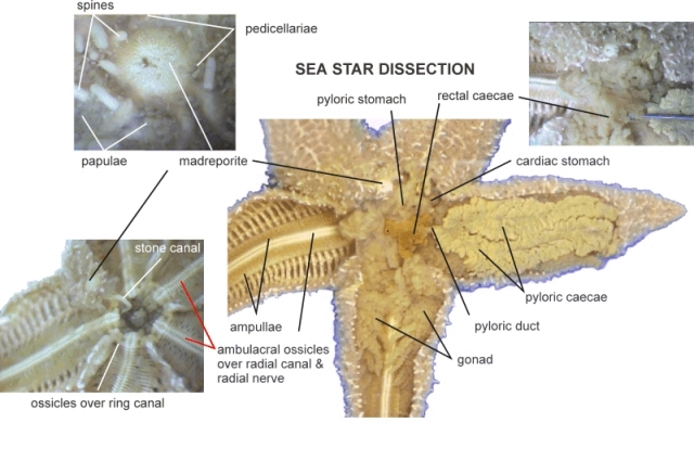Intuition Thinker: Starfish sea star stomach diagram 