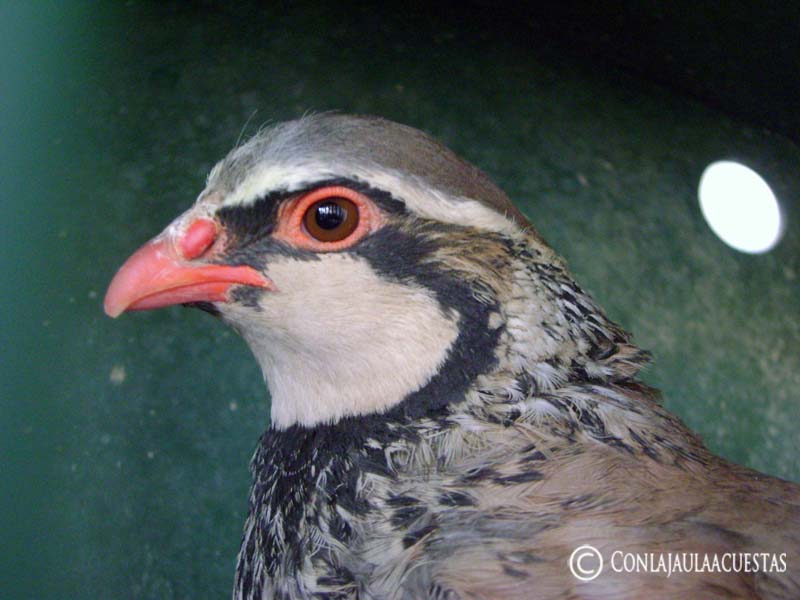 Reclamo y Naturaleza: junio 2011