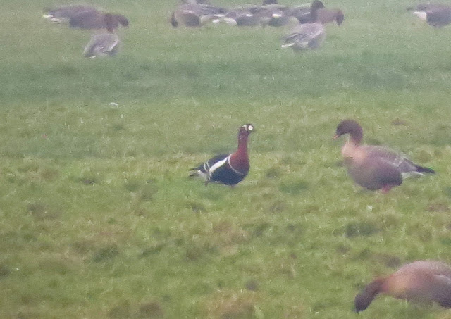 Red-breasted Goose - Cockerham, Lancashire Red-breasted Goose - Cockerham, Lancashire