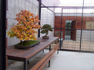 Museo del Bonsai de Parla - Noviembre, 2012 - www.ocioenfamilia.com 