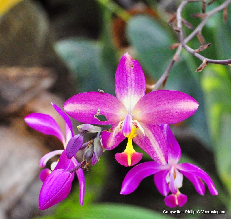 Flowers found in Sri Lanka 21. Orchids, Sri Lanka.