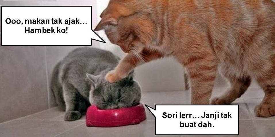 gambar kucing lawak giler - gambar kucing