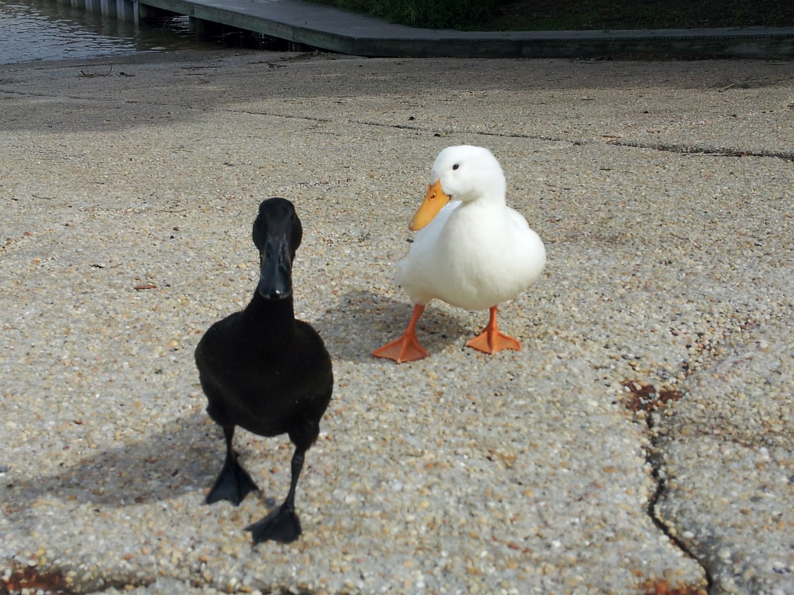 run + travel Duck, duck, goose!