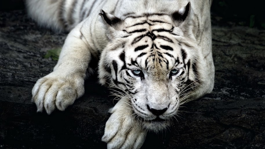 White Tiger 4k 3840x2160 Wallpaper 20 White Tiger 4k 3840x2160 Wallpaper 20