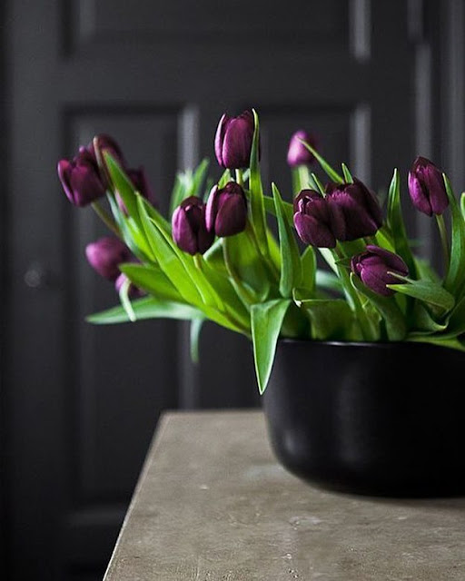 Hình ảnh hoa Tulip Tím & Ý nghĩa của hoa Tulip màu tím là gì?