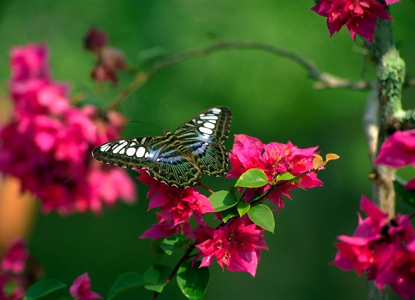 flowers for flower lovers. Flowers butterfly natural
