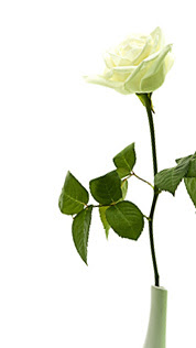 A Rose For All the Fathers in Our Lives