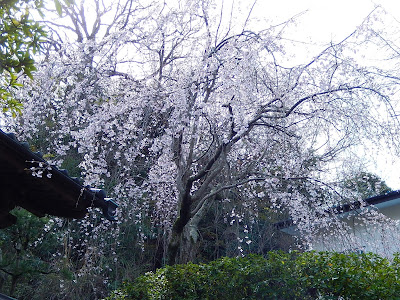 安国論寺の枝垂桜