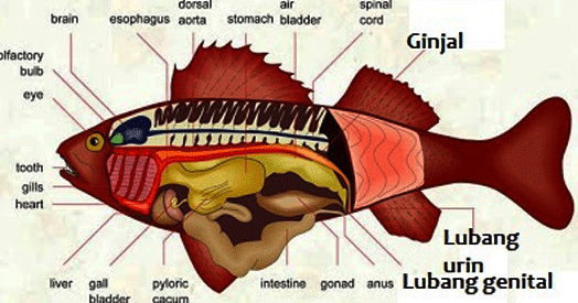 Sistem Ekskresi Pada Vertebrata Struktur Tubuh Dan Adaptasi Hewan Darat