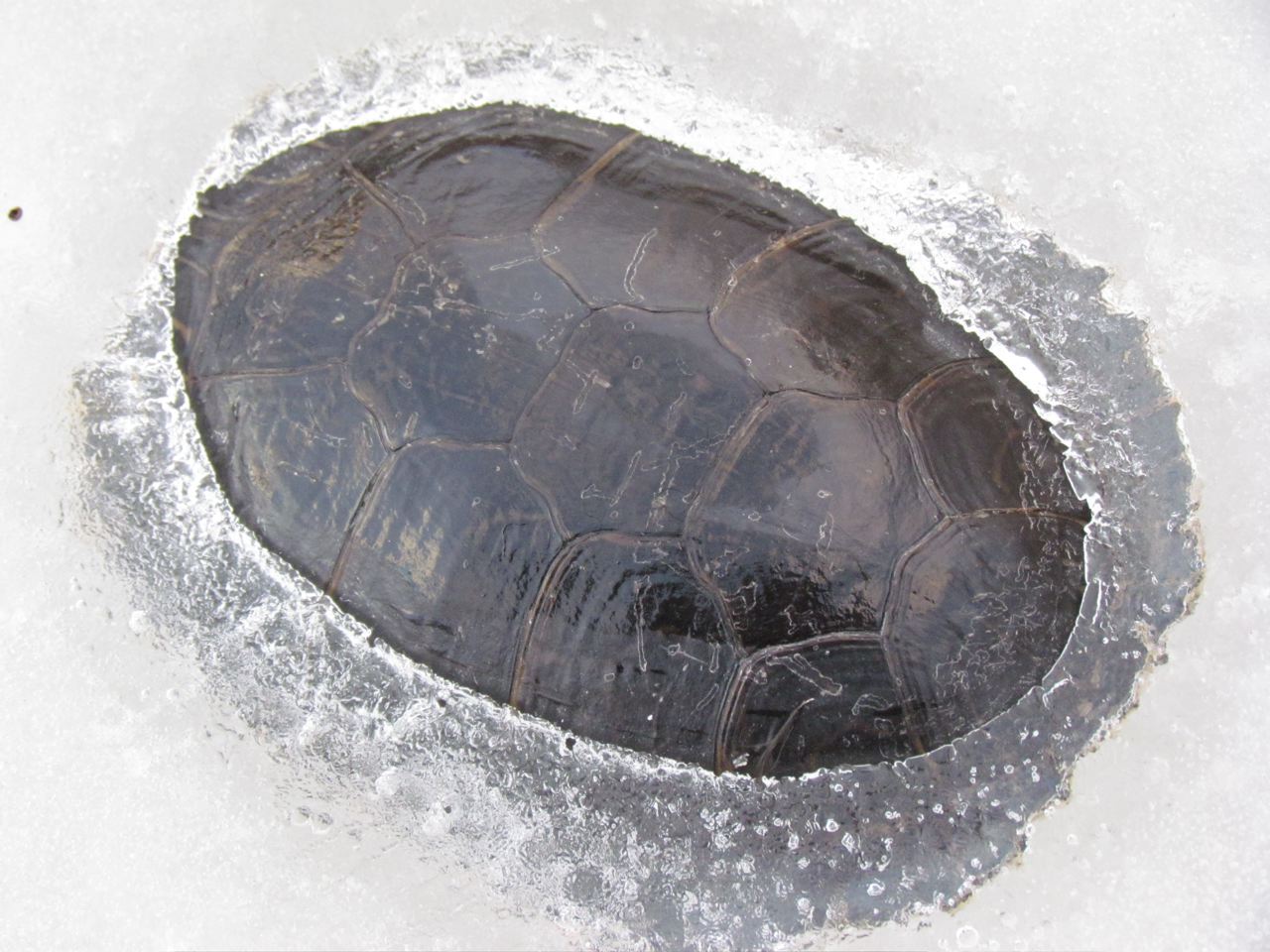 The Cranbrook Guardian January 2012