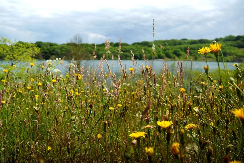 http://www.devonwildlifetrust.org/meeth-quarry-plans-and-how-to-adopt-an-acre/