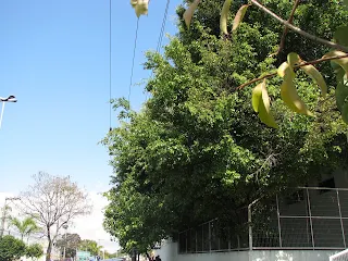 Análise de Risco para poda de árvores