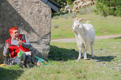 Fear of Goats