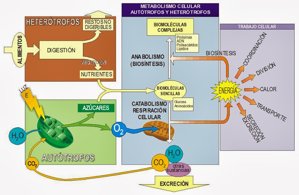 ENERGIA Y METABOLISMO