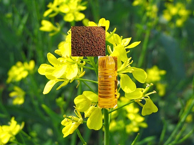 Mustard Oil Body Massage Benefits | सरसों के तेल