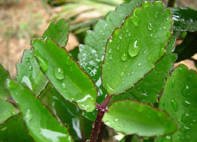 Cách trị sẹo bỏng nặng cực kỳ đơn giản