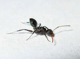 Minor worker of Camponotus bedoti