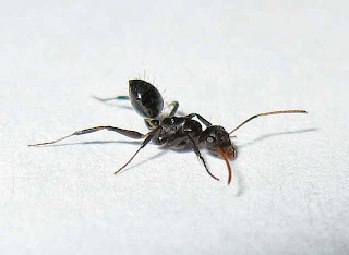 Minor worker of Camponotus bedoti