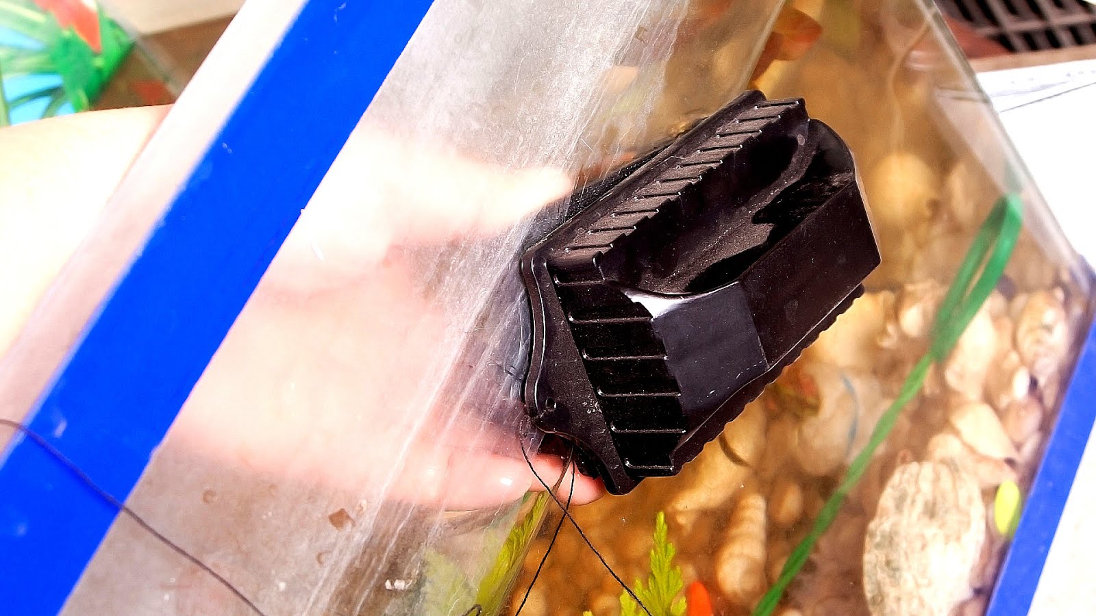 Tropical Fish Tank Cleaners Fish Choices