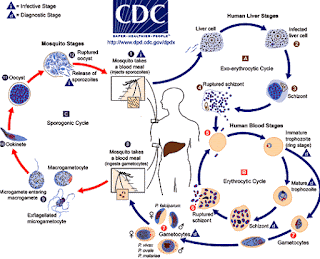 Malaria Lifecycle