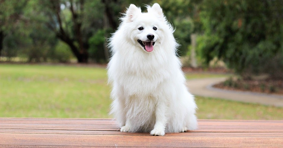 Top 50 Best Funny Dog Names Catchoutfunny names and caption