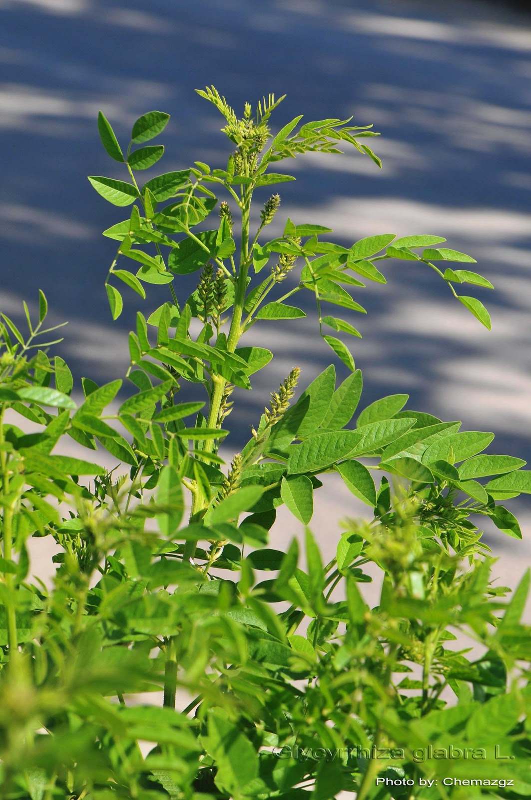 Medicinal Plants Glycyrrhiza glabra Liquorice Yastimadhu Atimadhuram