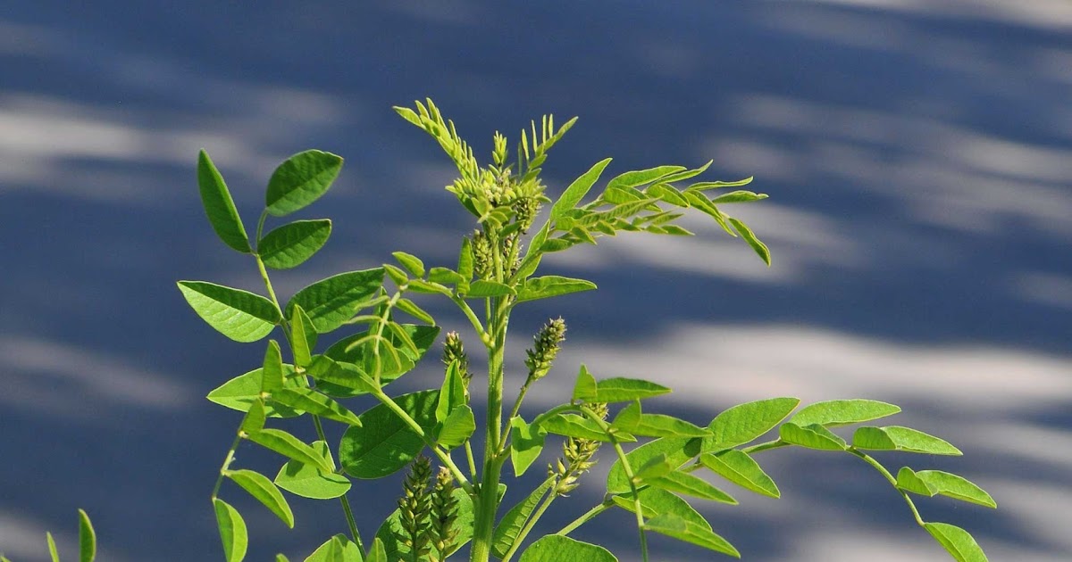 Medicinal Plants Glycyrrhiza glabra Liquorice Yastimadhu Atimadhuram