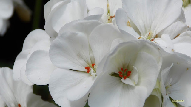 Close-up foto met witte geraniums.