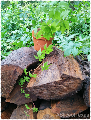 creeper virginia shade growing beauty poison ivy turned plant being texas