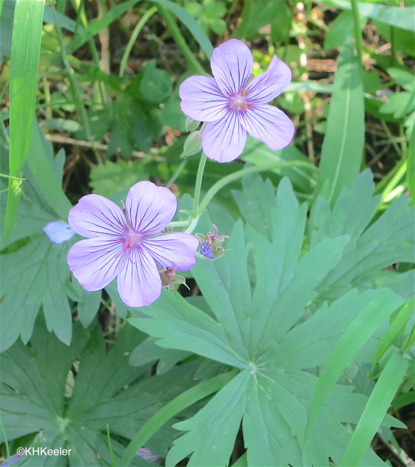 A Wandering Botanist Plant StoryWild Geraniums, A Treat to See